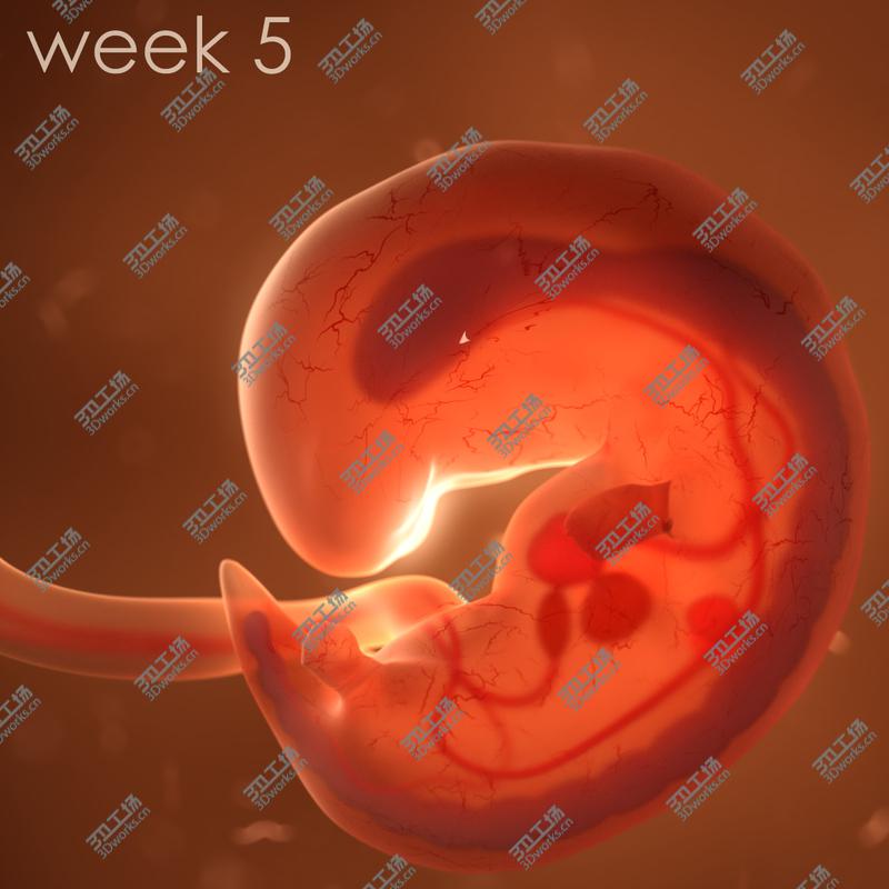 images/goods_img/20210113/Human embryo fetus with internal organs - Animation of development 3D model/4.jpg